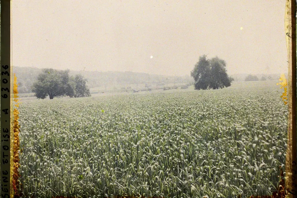 Champ de céréales en été dans la plaine d'Écouen, quelques arbres isolés à l'horizon