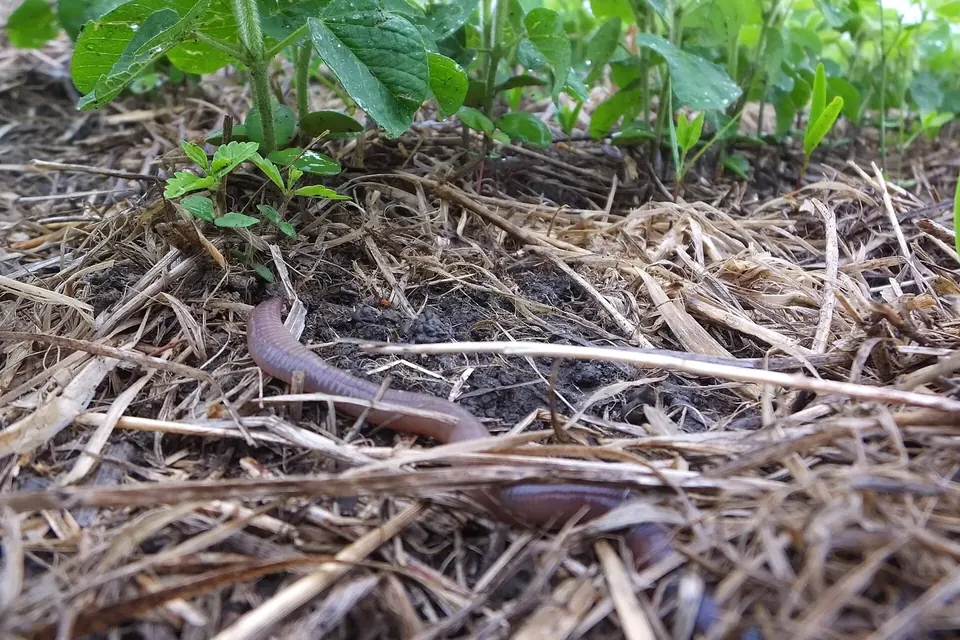 Ver de terre rosé à la surface d'un sol couvert de résidus de culture, sous de jeunes plants